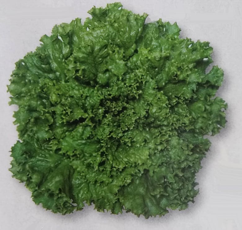 ※新種7月以降入荷後発送予定<br>リーフレタス種　グリーンジャケット　ペレット種子(130粒)　[栽培用 種子 チシャ 苣 レタス タキイ][農林水産省登録品種 品種名：TLE460]