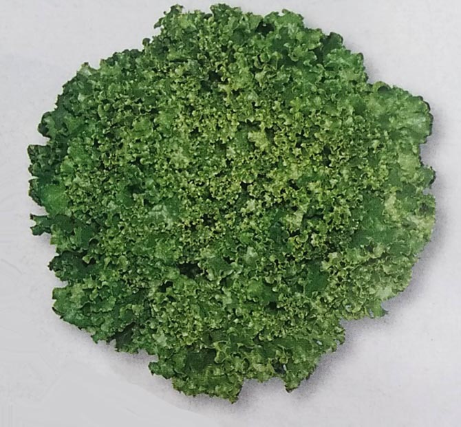 リーフレタス種　ダンシング　ペレット種子(130粒)<br>[栽培用 種子 チシャ 苣 タキイ]