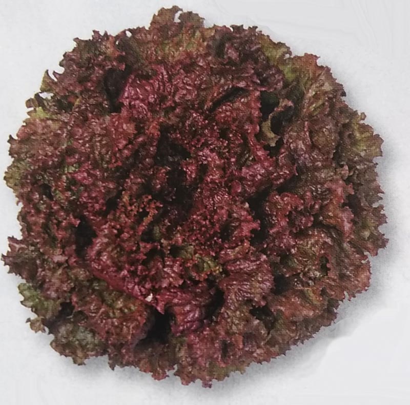 リーフレタス種　サマールージュ　ペレット種子(130粒)　[栽培用 種子 チシャ 苣 タキイ][農林水産省登録品種 品種名：TLE416]