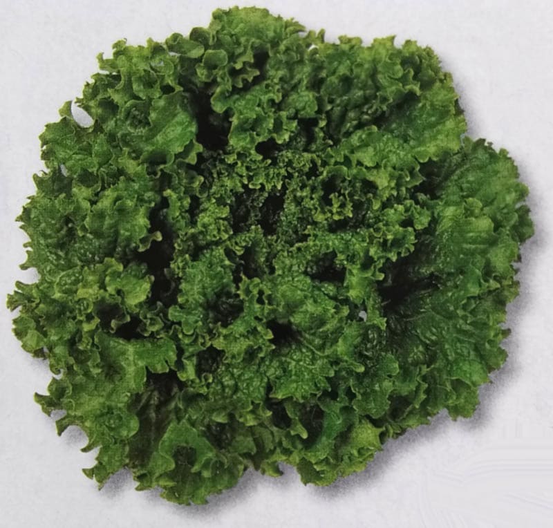 リーフレタス種　グリーンウエーブ　(20ml)　[栽培用 種子 チシャ 苣 生産者向け タキイ]