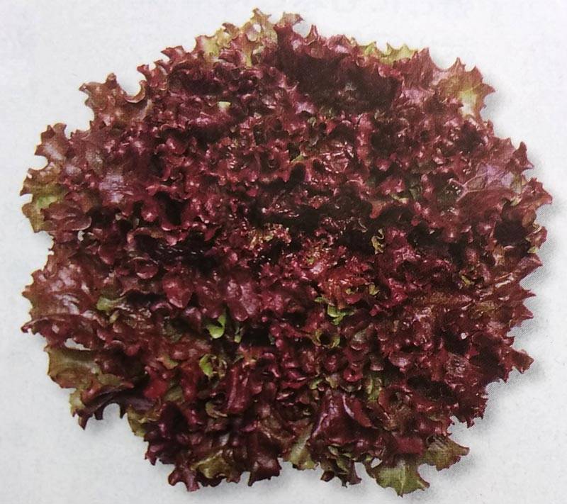 リーフレタス種 【 レッドファルダー 】 ペレット種子 130粒 （栽培用 種子 チシャ 苣 タキイ）