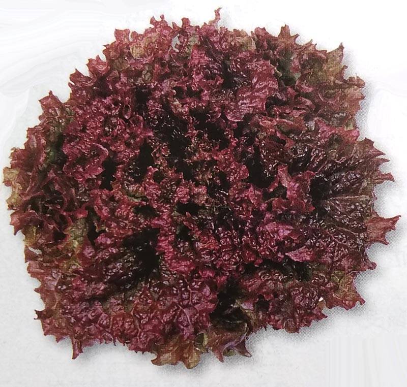 リーフレタス種 【 レッドファイヤー 】 GF小袋 （栽培用 種子 チシャ 苣 タキイ）