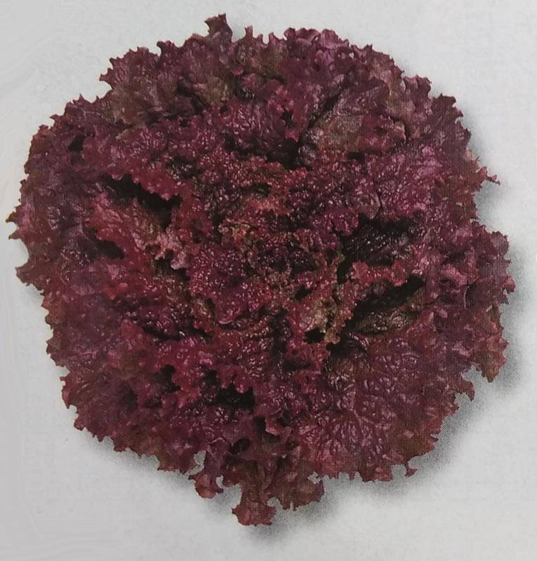 リーフレタス種 【 晩抽レッドファイヤー 】 ペレット種子 150粒 （栽培用 種子 チシャ 苣 タキイ）