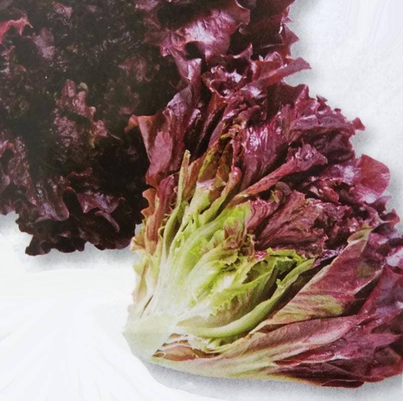 リーフレタス種 【 ワインドレス 】 ペレット種子 100粒 （栽培用 種子 チシャ 苣 タキイ）（農林水産省登録品種 品種名：TLE496）