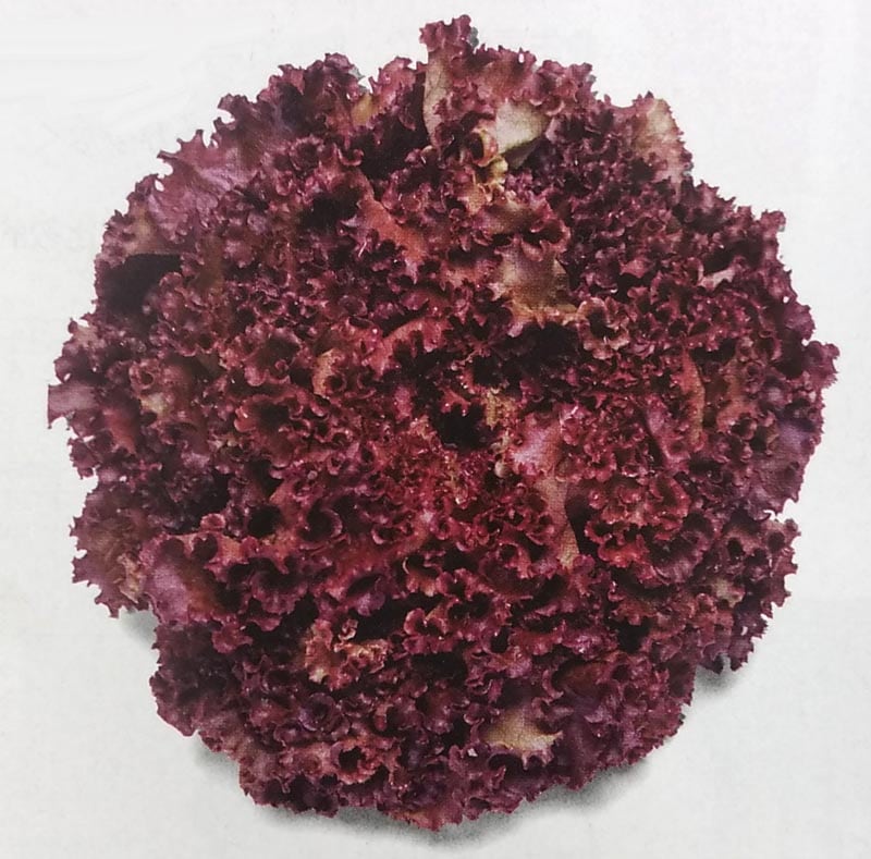 ※ 2023年4月販売終了 ※ リーフレタス種　マザーレッド　ペレット種子(100粒)　[栽培用 種子 チシャ 苣 バタビアレタス タキイ]