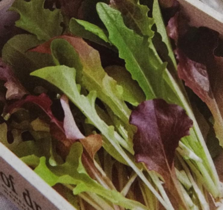 リーフレタス種　ガーデンベビー　(1.8ml)　[栽培用 種子 チシャ 苣 ベビーリーフ タキイ]