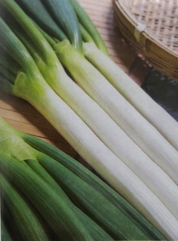 ネギ種 【 名月一文字 】 1dL （栽培用 種子 ねぎ 葱 生産者向け タキイ）