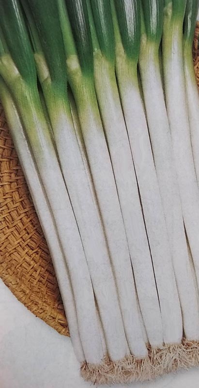 ネギ種 【 ホワイトスター 】 ペレット種子 200粒 （栽培用 種子 ねぎ 葱 タキイ）