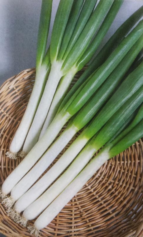 ネギ種 【 ふゆわらべ 】 GF小袋 （栽培用 種子 ねぎ 葱 タキイ）（農林水産省登録品種 品種名：ふゆわらべ 海外持出禁止 公示農林水産省HP参照）