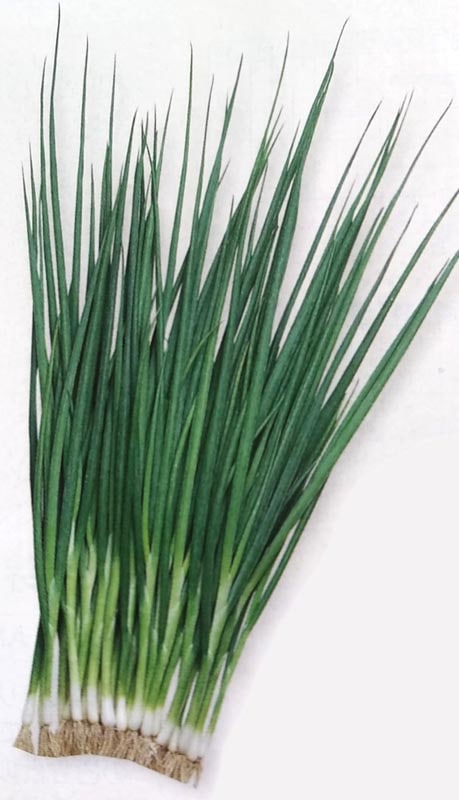 葉ネギ種 【 小夏 】 GF小袋 （栽培用 種子 葉ねぎ 葱 タキイ）