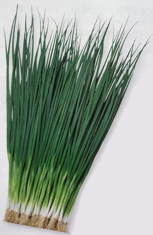 葉ネギ種 【 小春 】 2dL （栽培用 種子 葉ねぎ 葱 生産者向け タキイ）