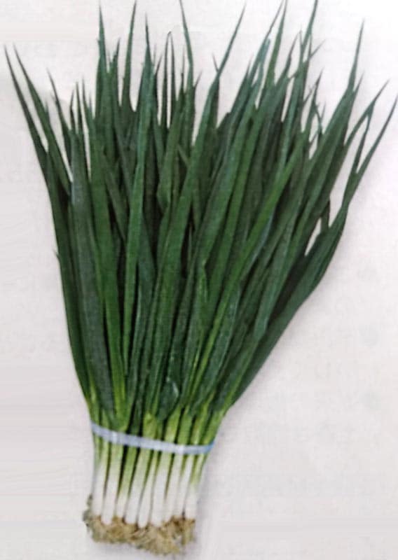 ネギ種　九条太　(1dL)　[栽培用 種子 ねぎ 葱 生産者向け タキイ]