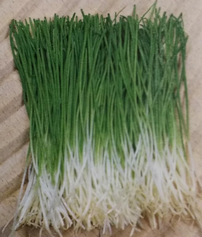 ※新種12月以降入荷予定<br>ネギ種 【 かおり芽ねぎ 】 1dL （栽培用 種子 ねぎ 葱 タキイ）