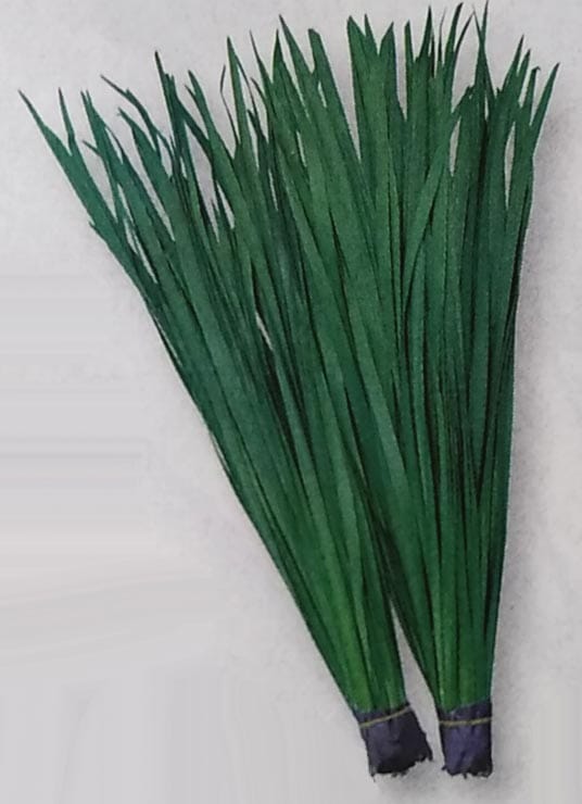 ニラ種 【 広巾にら 】 1dL （栽培用 種子 韮 生産者向け タキイ）