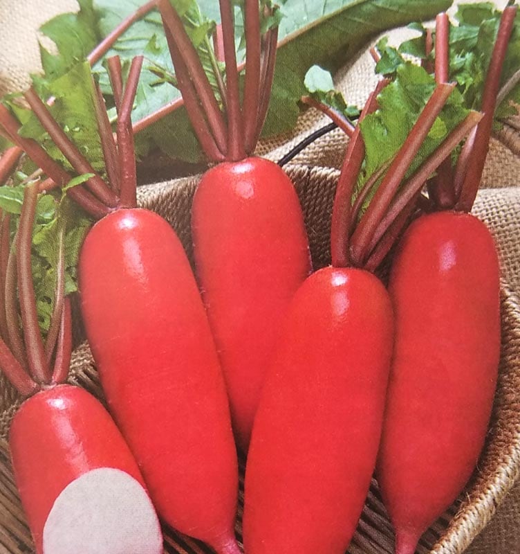 ダイコン種　紅三太　(2dL)　[栽培用 種子 大根 だいこん 生産者向け タキイ]