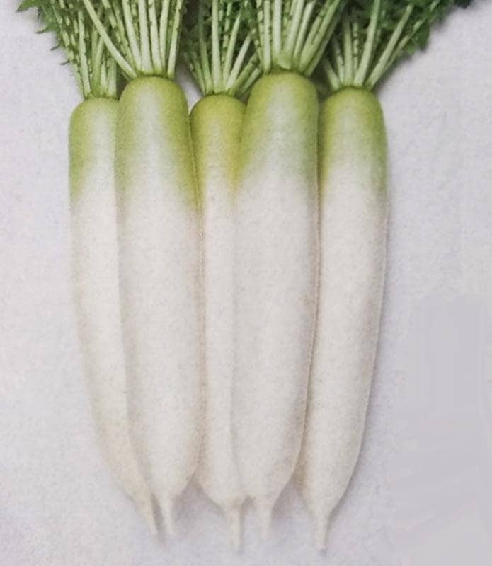 ダイコン種 【 つや風 】 2dL （栽培用 種子 大根 だいこん 生産者向け タキイ）