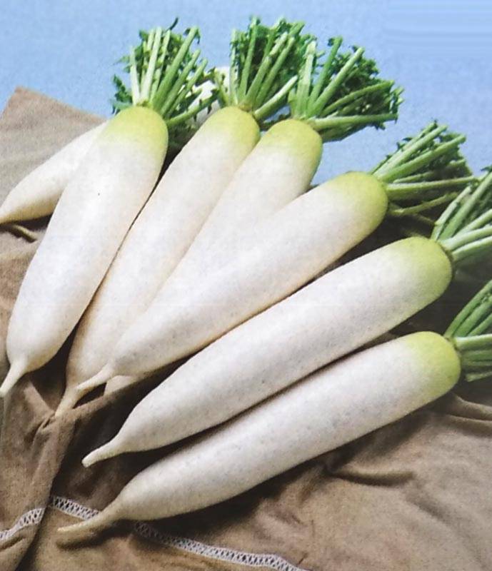 ダイコン種 【 初神楽 】 2dL （栽培用 種子 大根 だいこん 生産者向け タキイ）