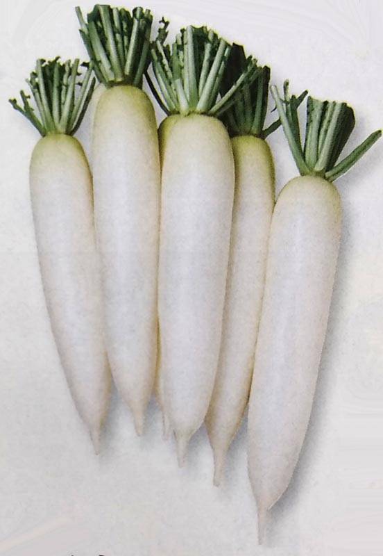 ダイコン種 【 春神楽 】 2dL （栽培用 種子 大根 だいこん 生産者向け タキイ）