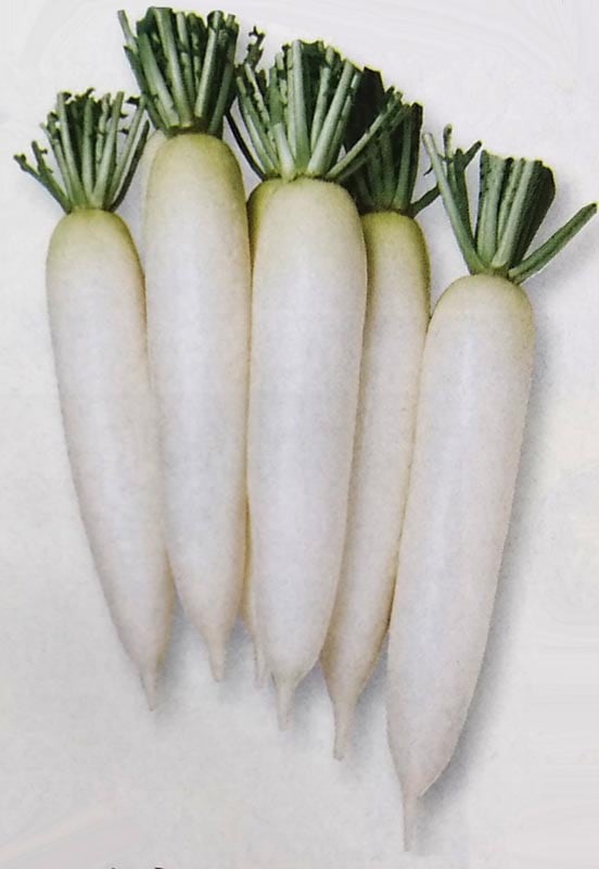 ダイコン種　春神楽　(10ml)　[栽培用 種子 大根 だいこん タキイ]