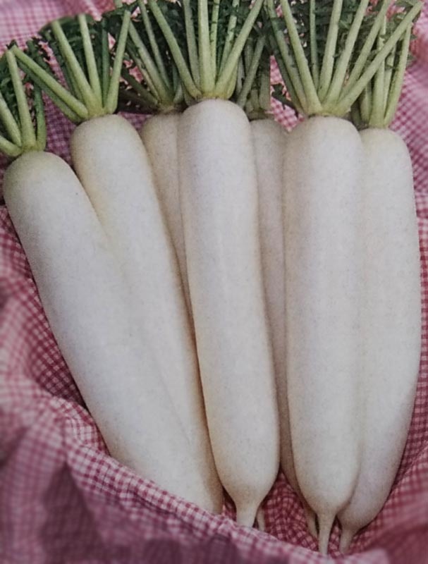 ダイコン種　健白　(2dL)　[栽培用 種子 大根 だいこん 生産者向け タキイ]