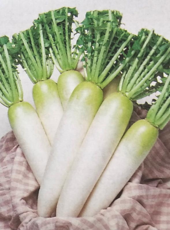 ダイコン種　桜風　(10ml)　[栽培用 種子 大根 だいこん タキイ]