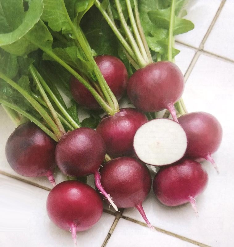 ハツカダイコン種　ルビーコメット　(310粒)　[栽培用 種子 二十日大根 はつかだいこん タキイ]