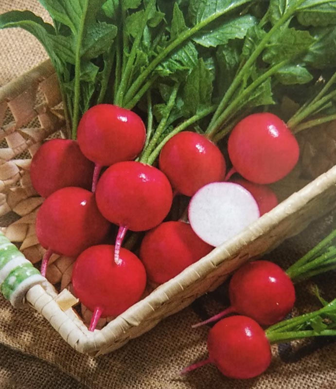 ハツカダイコン種　ニューコメット　(310粒)　[栽培用 種子 二十日大根 はつかだいこん タキイ]