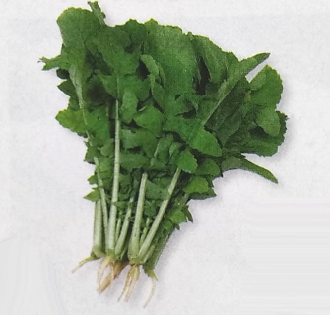 葉ダイコン種　葉太郎　(30ml)　[栽培用 種子 葉大根 葉だいこん]