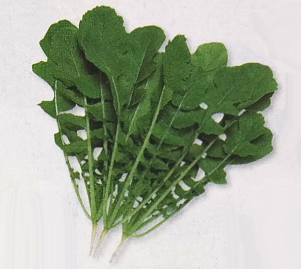 葉ダイコン種　ハットリくん　(30ml)　[栽培用 種子 葉大根 葉だいこん 生産者向け タキイ]