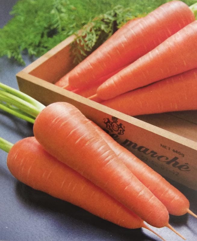 ニンジン種 【 恋むすめ 】 ペレット種子 500粒 （栽培用 種子 人参 にんじん タキイ）