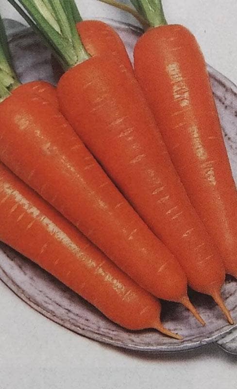 ニンジン種 【 Dr.カロテン5 】 ペレット種子 2000粒 （栽培用 種子 人参 にんじん タキイ）