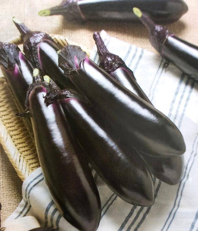 ※新種12月以降入荷予定　ナス種 【 PC筑陽 】 DF小袋 （栽培用 種子 なす 茄子 タキイ）