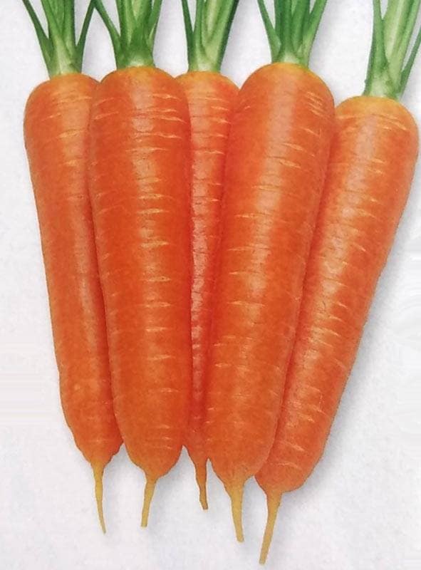 ニンジン種 【 いなり五寸 】 2dL （栽培用 種子 人参 にんじん 生産者向け タキイ）