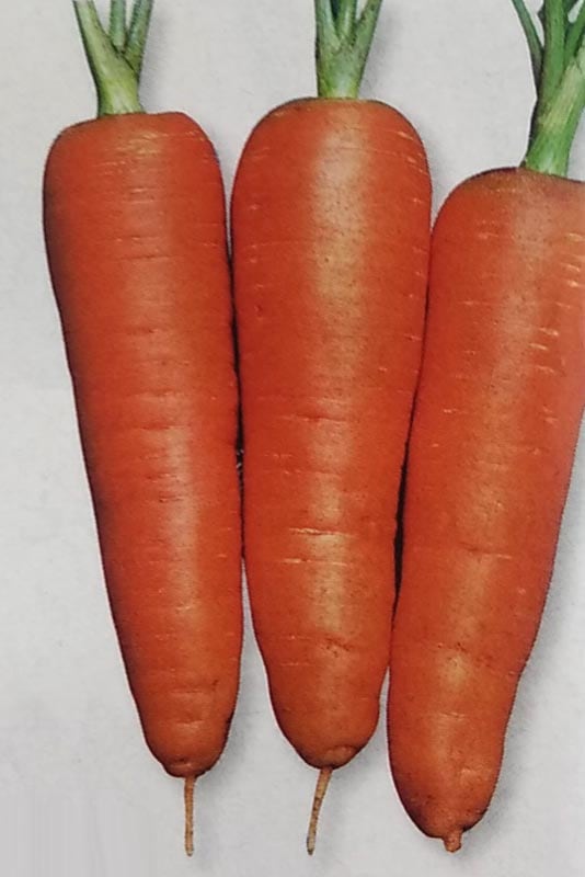 ニンジン種 【 新黒田五寸 】 1dL （栽培用 種子 人参 にんじん 生産者向け タキイ）