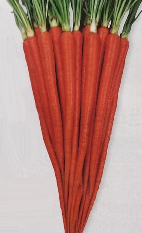 ※販売中止※ ニンジン種 【 国分鮮紅大長 】 9ml （栽培用 種子 人参 にんじん 丸種）