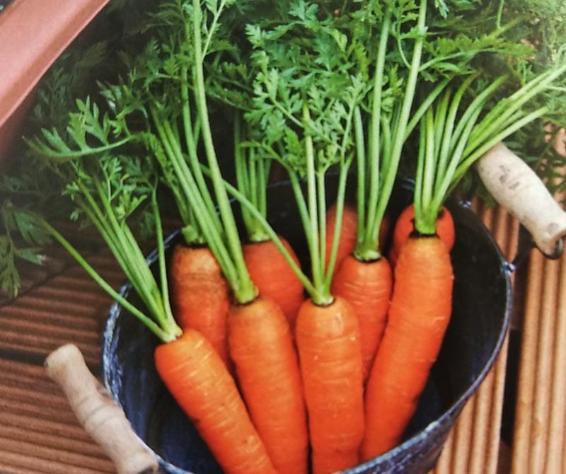 ミニニンジン種　ピッコロ　(20ml)　[栽培用 種子 ミニ人参 ミニにんじん タキイ]