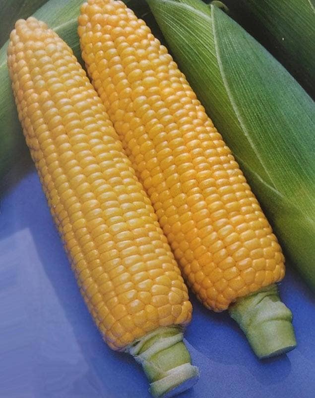 トウモロコシ種 【 ほしつぶコーン 】 200粒 （栽培用 種子 とうもろこし 玉蜀黍 スイートコーン 極良質強甘味種 タキイ）