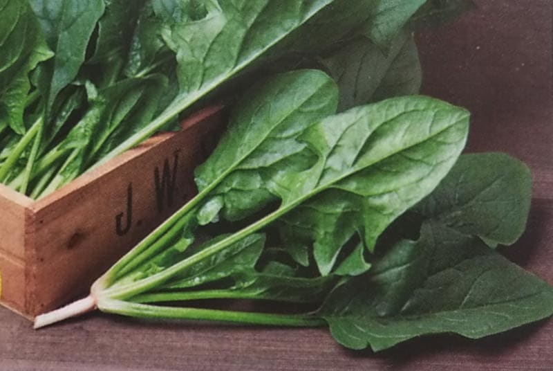 ホウレンソウ種 【 寒兵衛 】 エボプライム種子 M3万粒 （栽培用 種子 ほうれんそう ほうれん草 法蓮草 生産者向け タキイ）