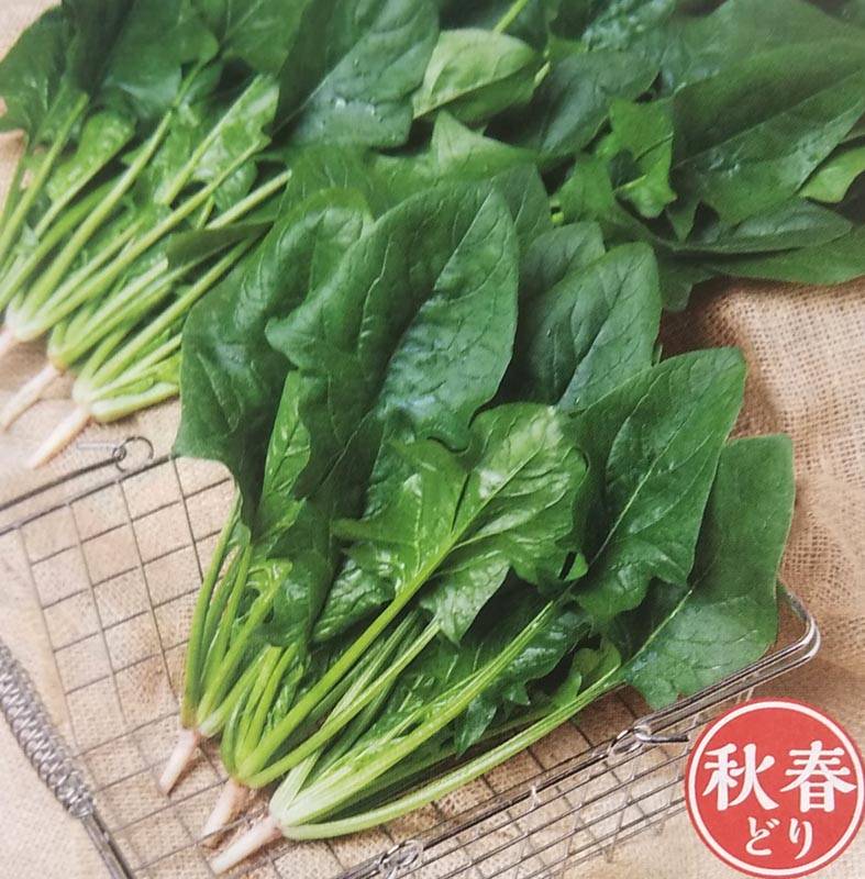 ホウレンソウ種 【 徳兵衛 】 RF小袋 （栽培用 種子 ほうれんそう ほうれん草 法蓮草 タキイ）