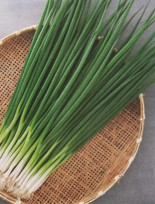 葉ネギ種 【 京千羽 】 GF小袋 （栽培用 種子 葉ねぎ 葱 タキイ）