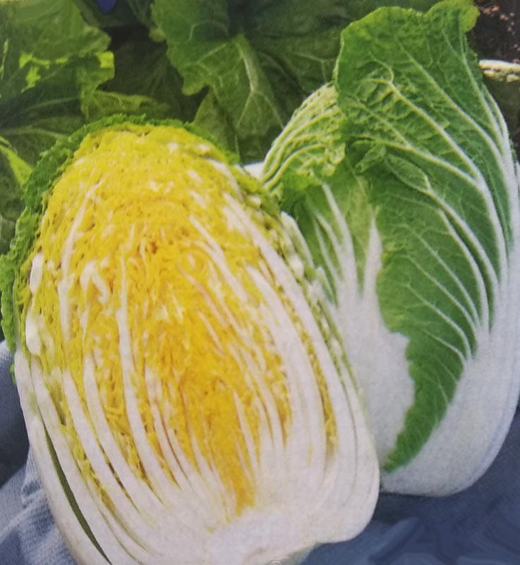 ハクサイ種　ほまれの極み　ペレット種子(5000粒)　[栽培用 種子 白菜 はくさい 生産者向け タキイ]