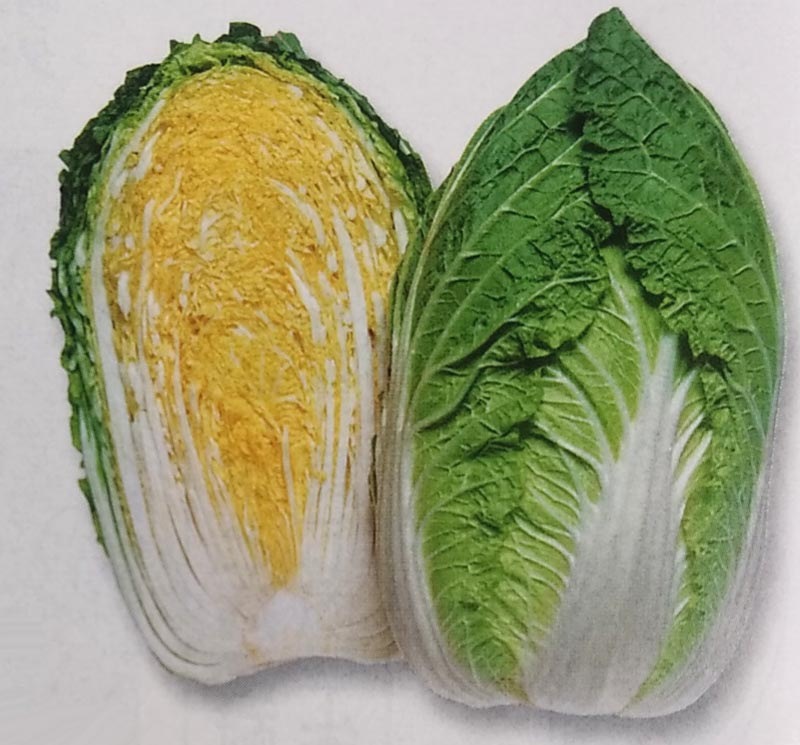 ハクサイ種　黄ごころ65　ペレット種子(5000粒)　[栽培用 種子 白菜 はくさい 生産者向け タキイ]