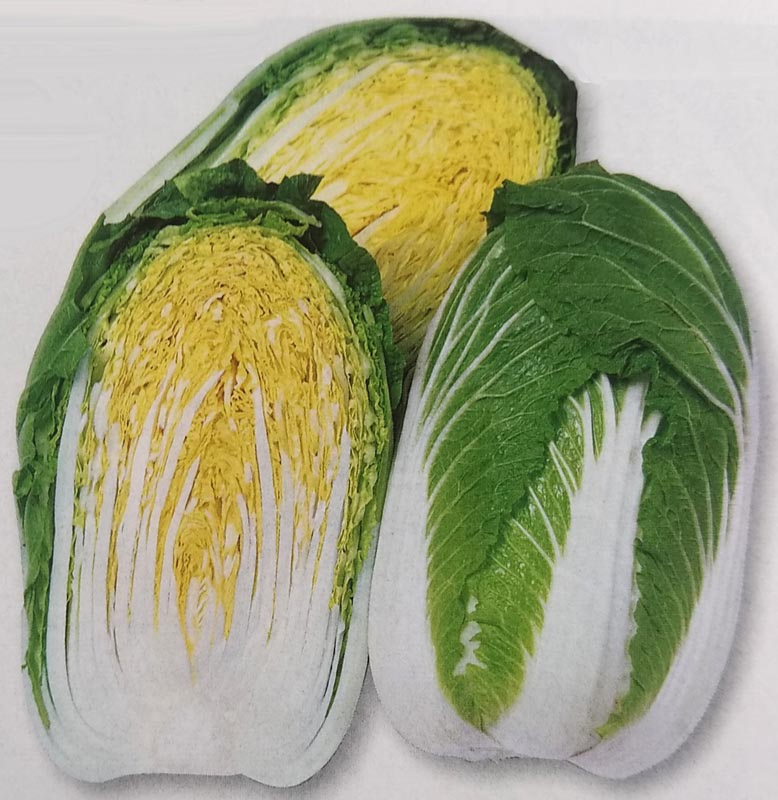 ハクサイ種　黄ごころ85　(20ml)　[栽培用 種子 白菜 はくさい 生産者向け タキイ]