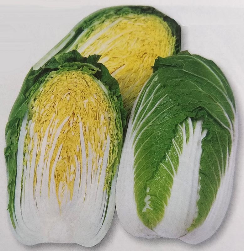 ハクサイ種 【 黄ごころ85 】 ペレット種子 100粒 （栽培用 種子 白菜 はくさい タキイ）