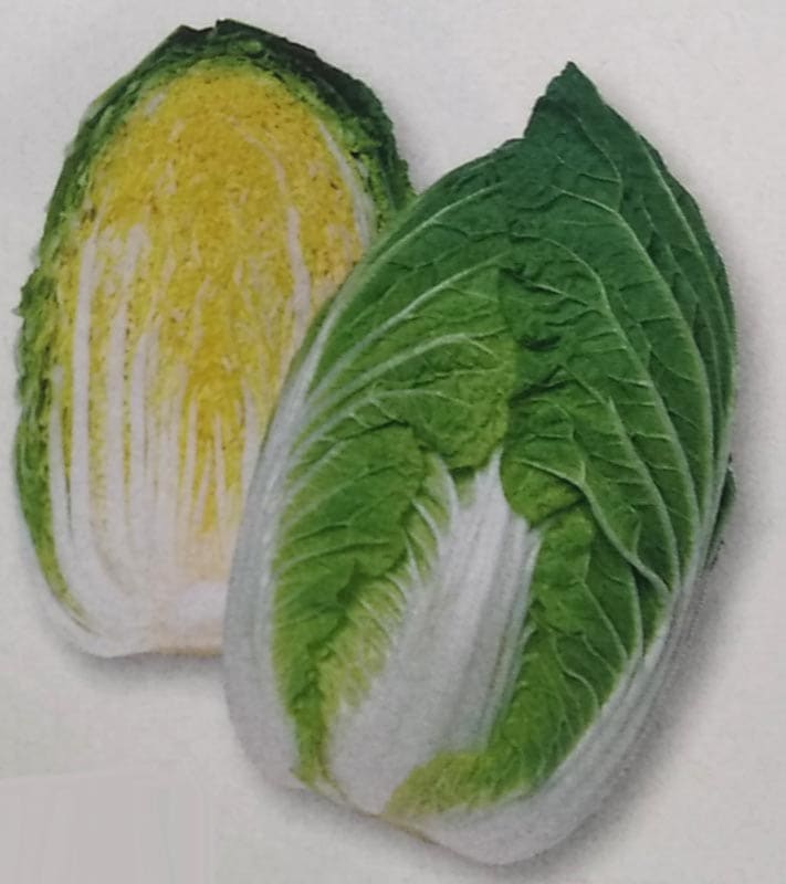 ハクサイ種　黄ごころ75　(1.2ml)　[栽培用 種子 白菜 はくさい タキイ]