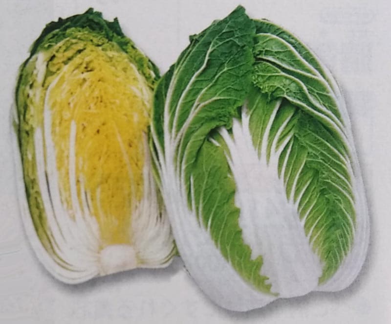 ハクサイ種　黄ごころ80　(20ml)　[栽培用 種子 白菜 はくさい 生産者向け タキイ]