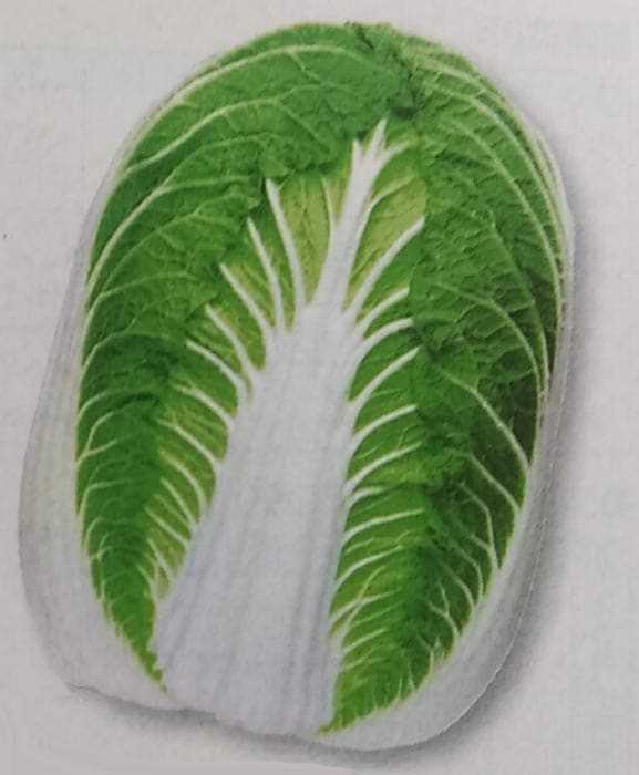 ハクサイ種　王将 (20ml)　[栽培用 種子 白菜 はくさい 生産者向け タキイ]