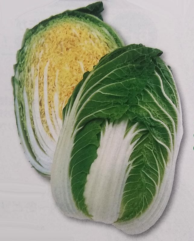 ハクサイ種 【 きらぼし77 】 ペレット種子 5000粒 （栽培用 種子 白菜 はくさい 生産者向け タキイ）