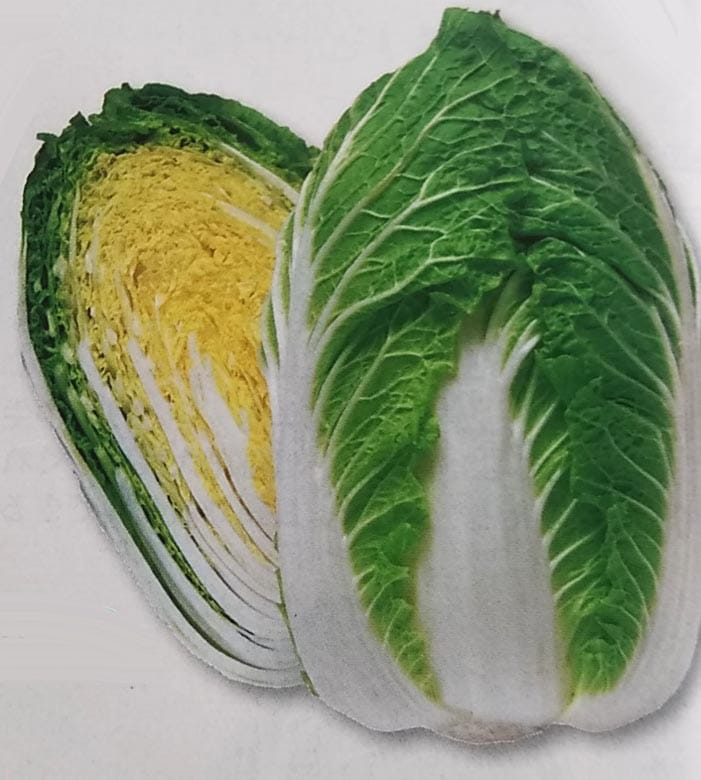 ハクサイ種 【 きらぼし85 】 DF小袋 （栽培用 種子 白菜 はくさい タキイ）