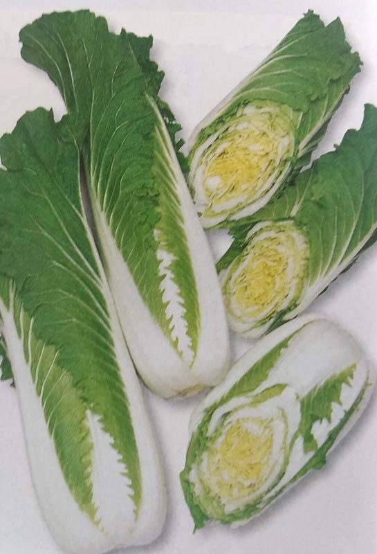 ミニハクサイ種 【 プチヒリ 】 DF小袋 （栽培用 種子 白菜 はくさい タケノコハクサイ タキイ）